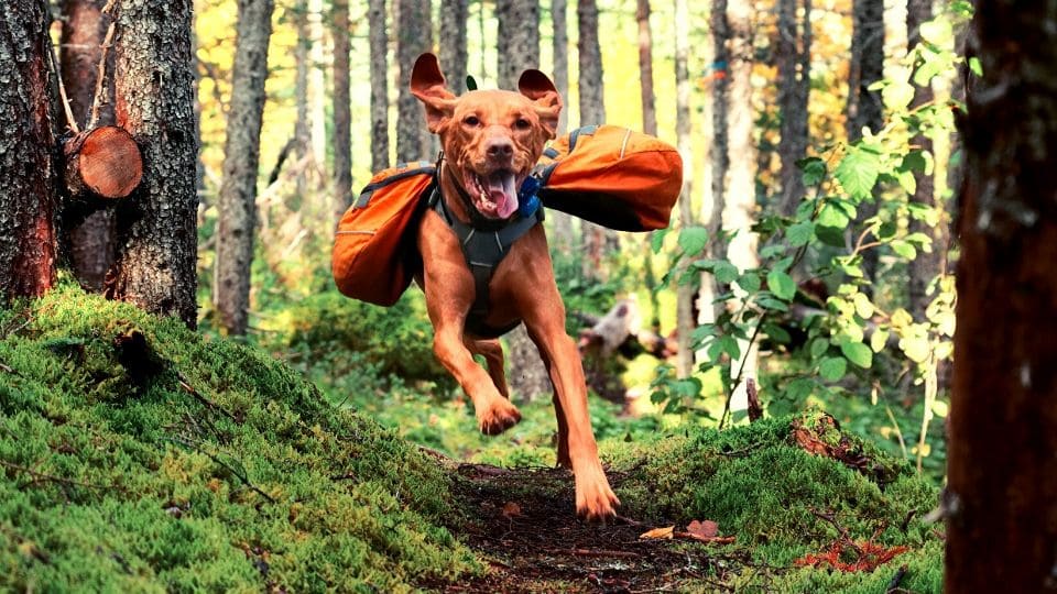 Cane con delle borse corre nel bosco