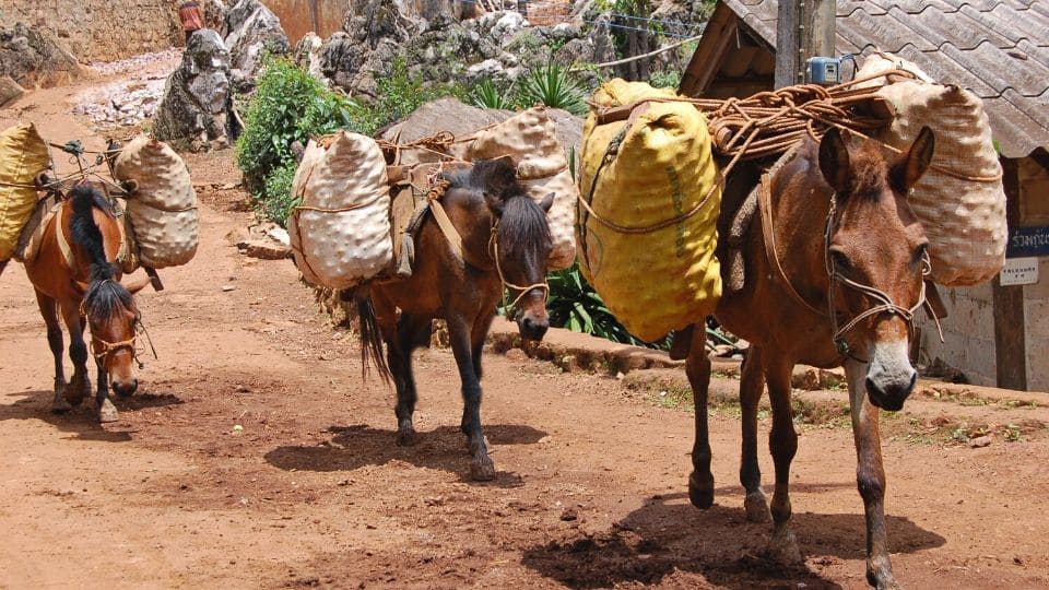 Cavalli trasportano carichi pesanti