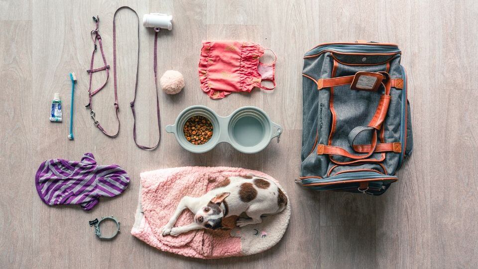 Equipaggiamento da viaggio per il cane