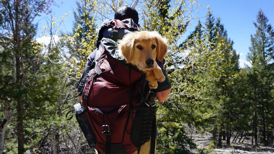 Escursionista trasporta un cane nello zaino