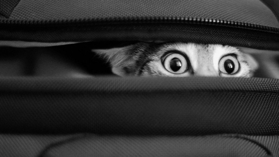 Gatto curioso sbircia da dentro una valigia