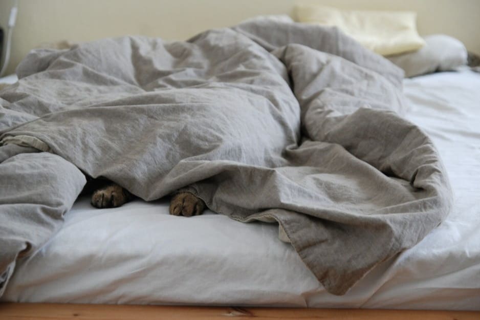 Gatto si nasconde sotto le lenzuola
