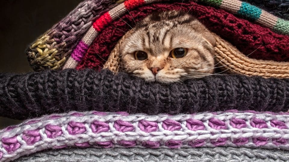 Gatto sta al caldo tra indumenti di lana