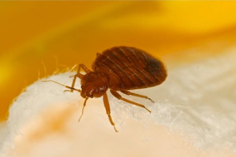 Primo piano di una cimice da letto