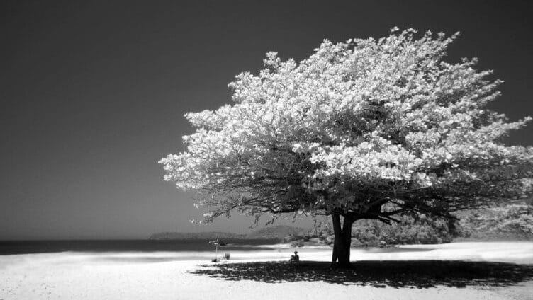Una donna seduta sola sotto un grande albero