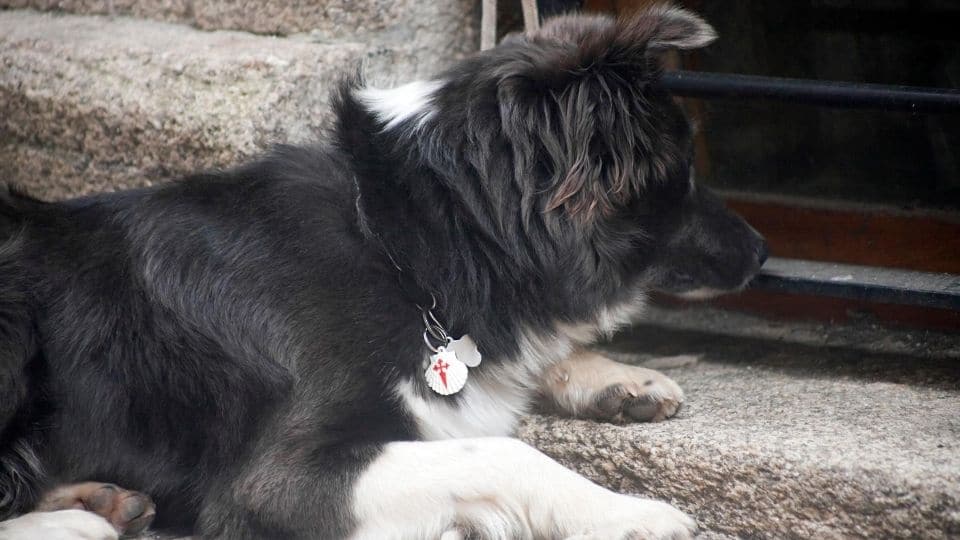 Cammino di santiago con il cane