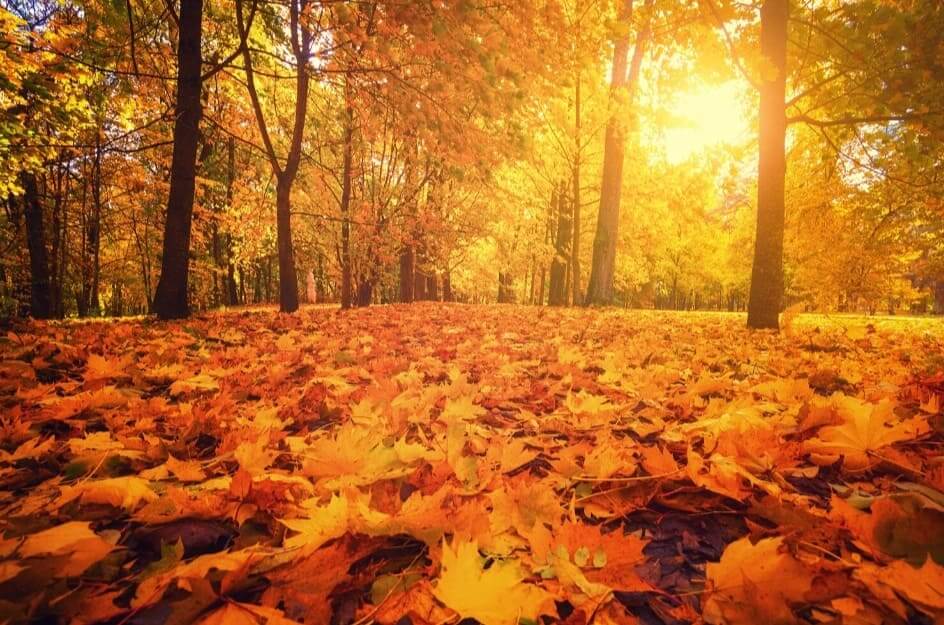Bosco autunnale con foglie a terra