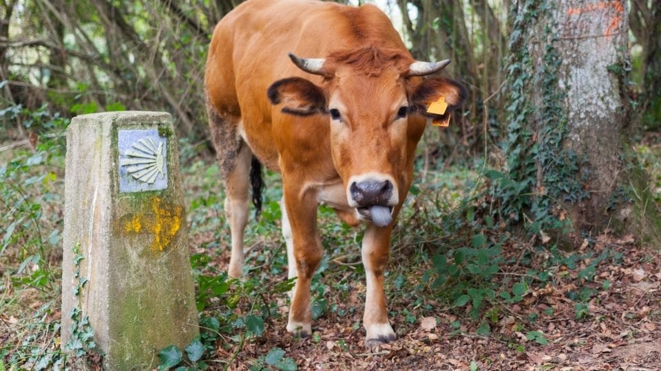 Sul cammino di santiago cimici animali insetti sono presenti