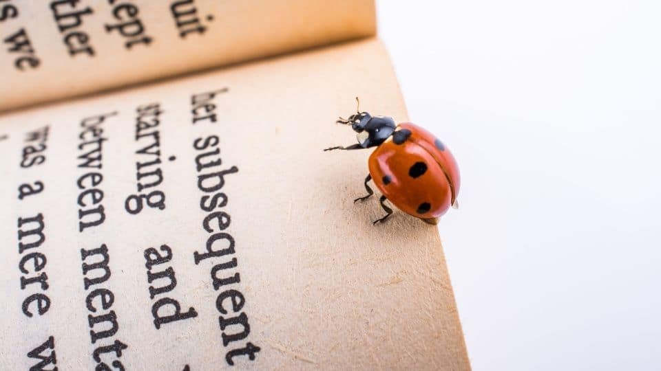 Una coccinella cammina su un libro