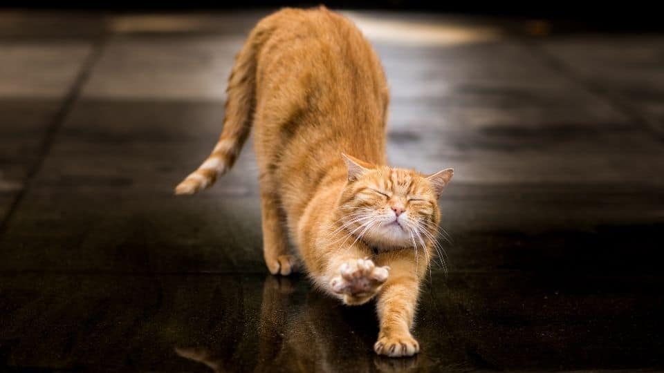 Gatto fa stretching