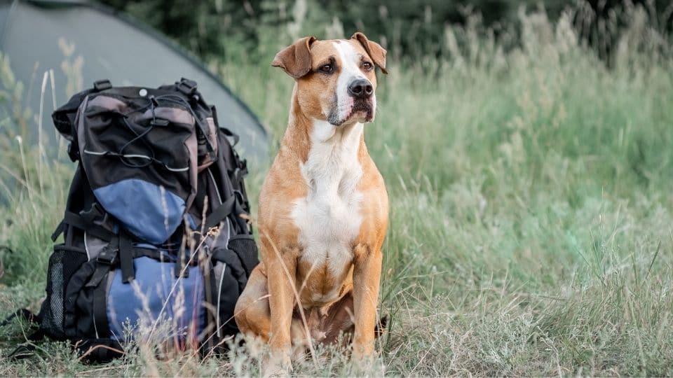 Un cane accanto allo zaino