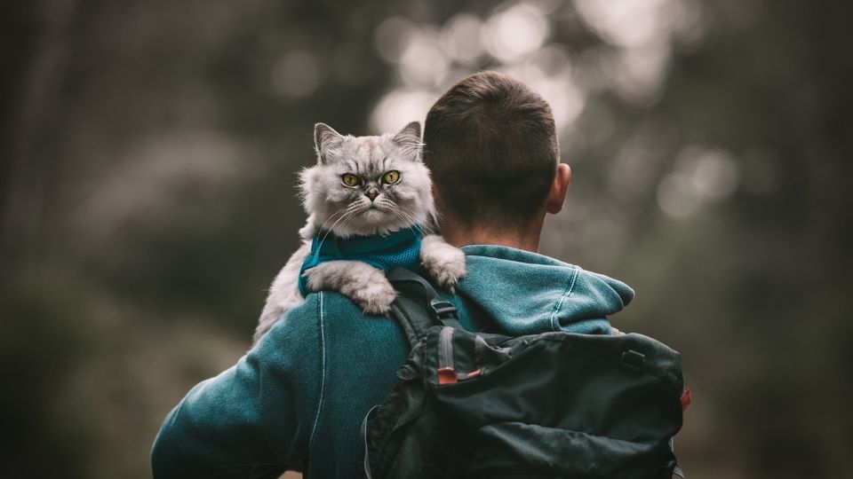 un gatto sulle spalle di un pellegrino con lo zaino